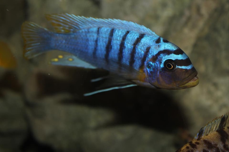 Maylandia fainzilberi 'Manda'